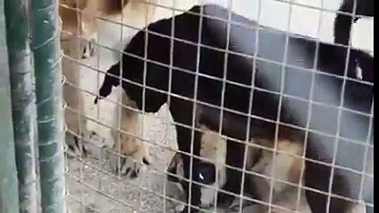 16803164_868672453235620_7577075346760007680_n