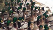 Des milliers de canards sauvages trouvent refuge à Saint-Pétersbourg