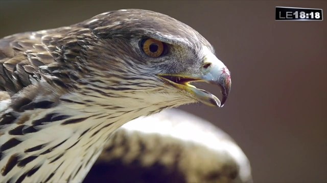 Une carte pour mieux observer les 270 espèces d'oiseaux à Marseille