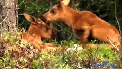 Déclaration Universelle des Droits de l'Animal