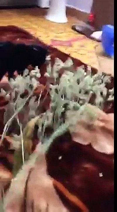 My cat _ Mun_ funny clip
