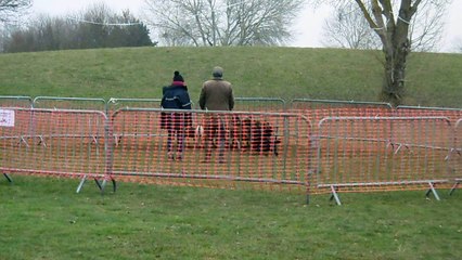 CANT Mystic des bergers de l'oiseau jaune