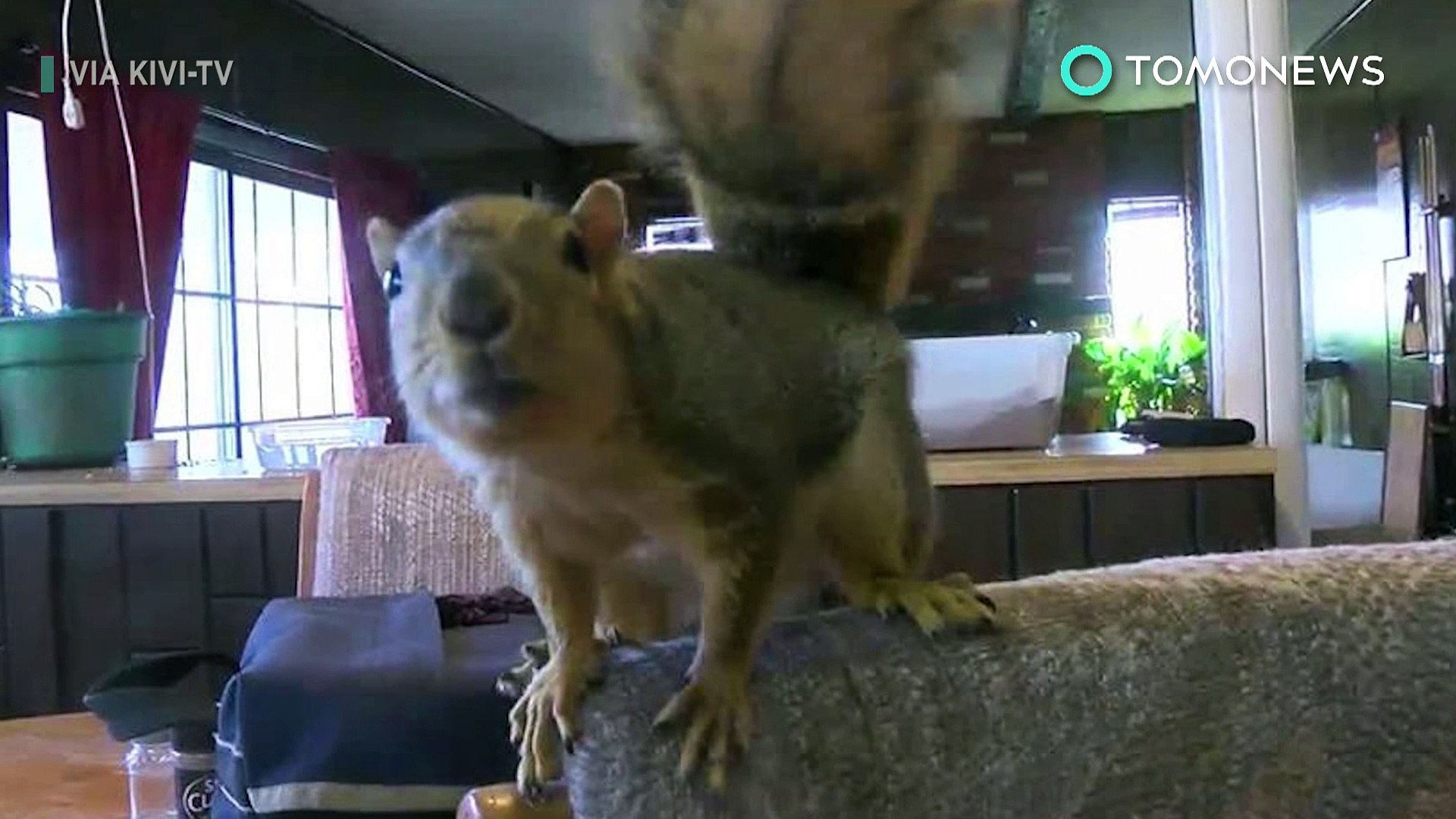 ⁣Squirrel attack: Idaho man’s pet squirrel goes full attack mode on home burglar