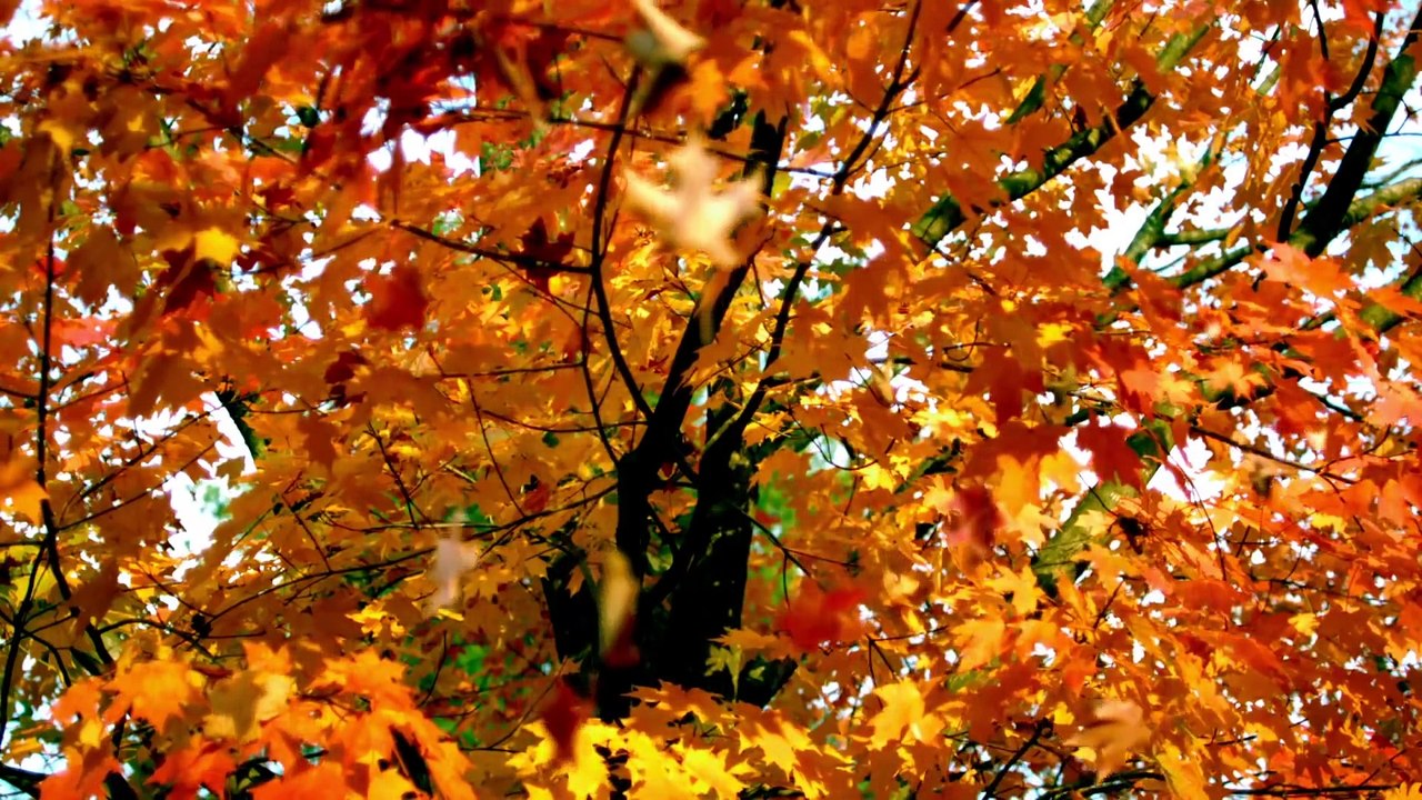 Duyên Phân - Nhạc Sống Trữ Tình - Liên Khúc Nhạc Sống Organ Rumba Hòa Tấu 2107 ( Organ Minh Công )