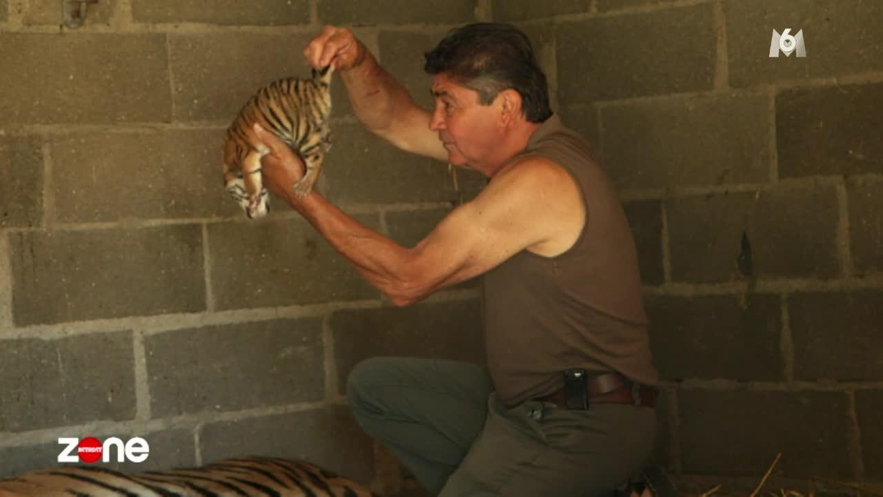 Zone Interdite : le dompteur Kid avec sa trigresse et ses trois bébés