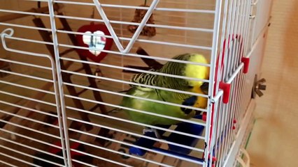 Budgie Mating With The Mirror
