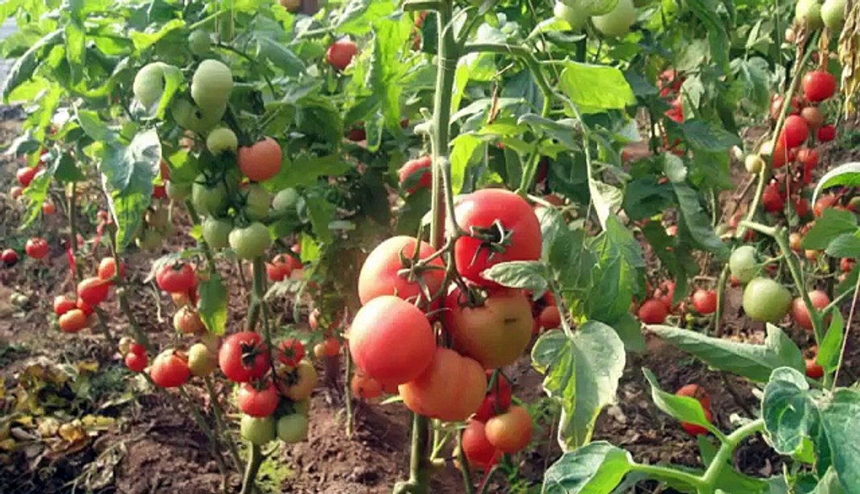 tomato