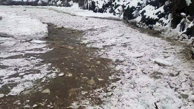 Trois biches sur une rivière gelée en crue