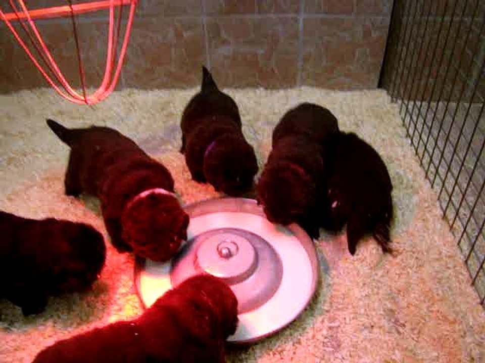 chiots Lylou et Fidji de l"élevage de VALOYAN