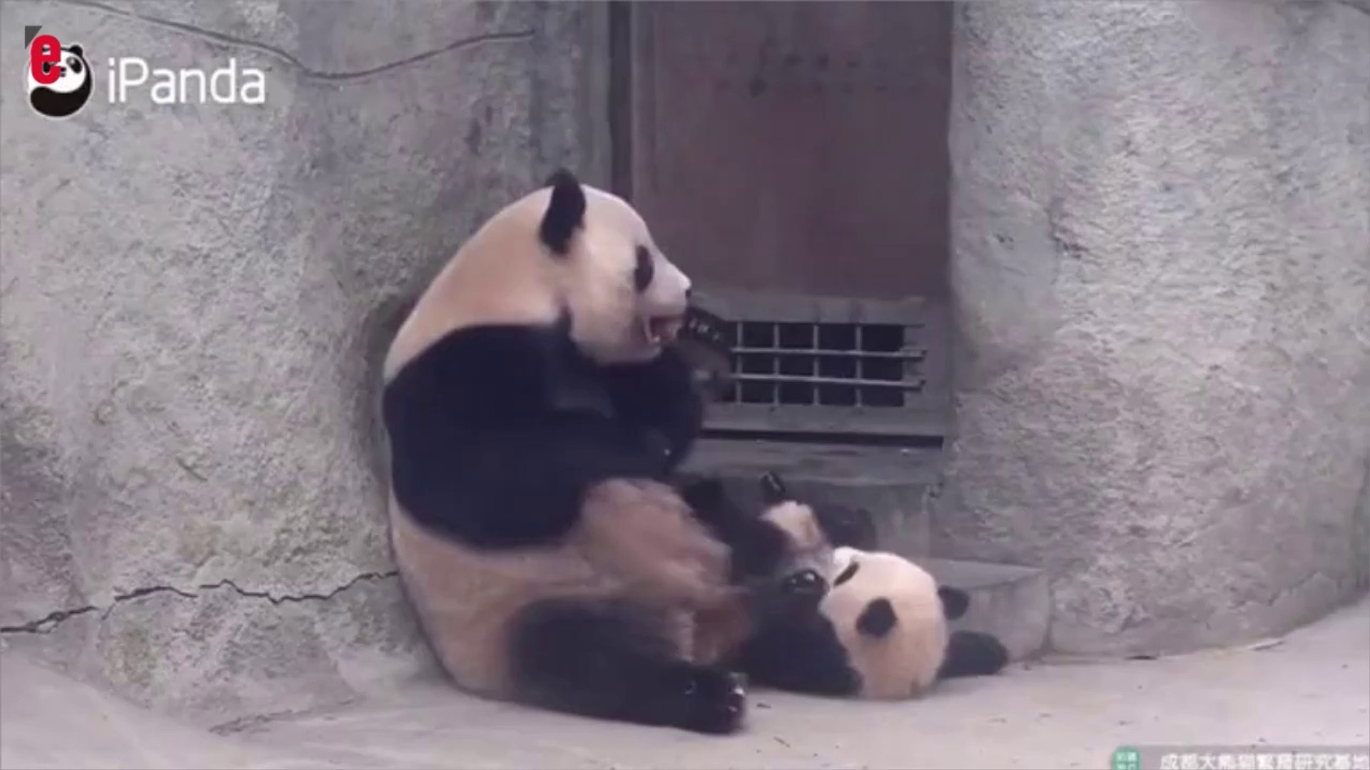Cette Maman Panda Gronde Son Petit Qui Fait Ses Premieres Betises Video Dailymotion