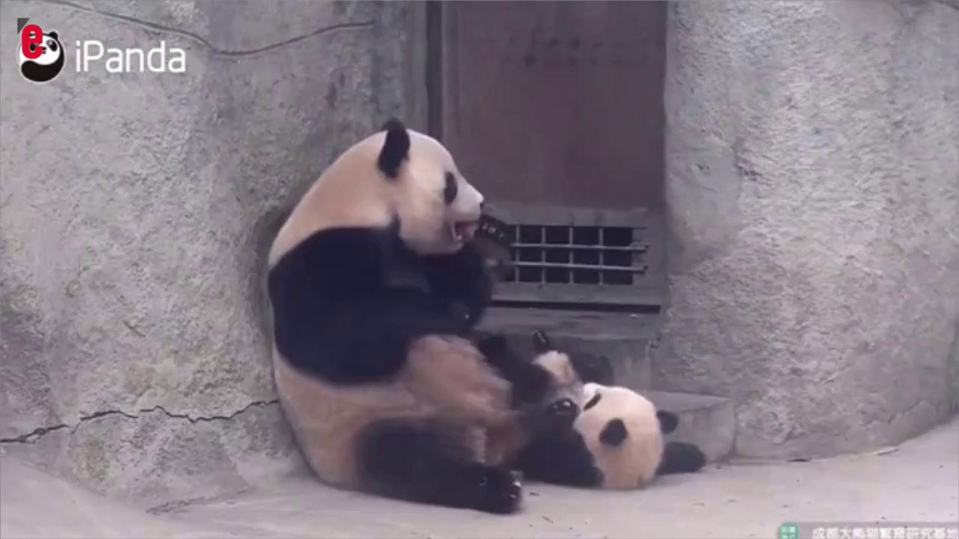 Cette maman panda gronde son petit qui fait ses premières bêtises - Vidéo  Dailymotion