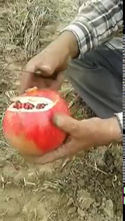 Nar Nasıl Soyulur