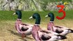 Five Little Ducks Nursery Rhyme - 3D Animation Rhymes & Songs for Childrens