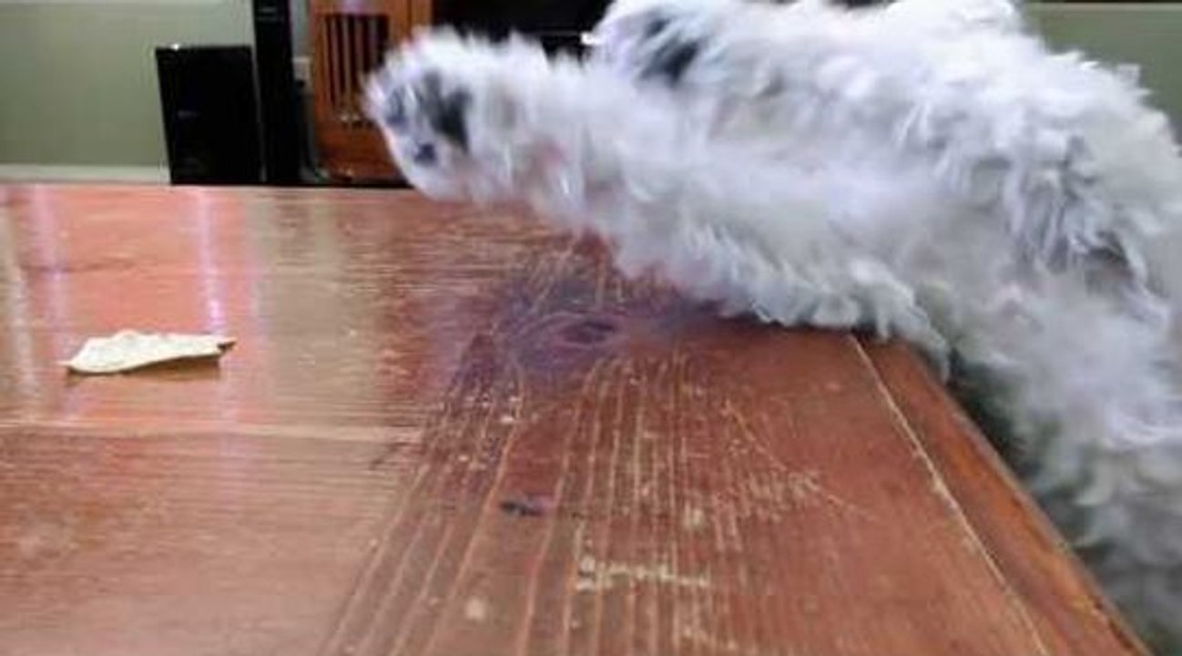 Un chien se fait piquer son gâteau sous le nez !