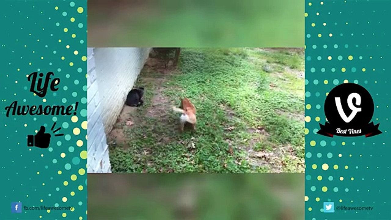 *Life Awesome* FUNNY ANIMALS FAILS VINES COMPILATION 2017 | Funny Cat & Dog Videos 2017