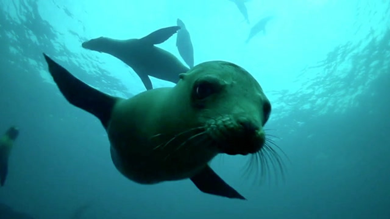 Freediver Records Stunning Sea Lion Meet-N'-Greet