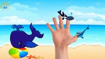 Sea Animals Finger Family Nursery Rhymes | Killer Whale Shark & Dolphin Finger Family Song