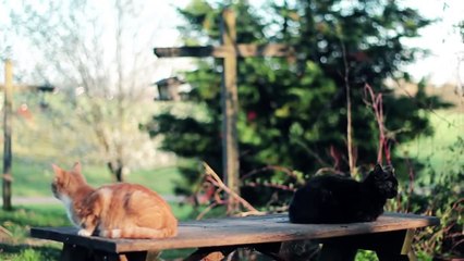 10 coisas que seu gato odeia