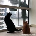Window washer plays with cat while cleaning
