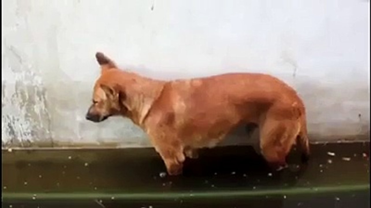 Funny Viedo Must Watch