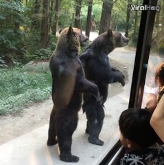 These bears have learnt to stand on their back legs to get snacks from tourists… 