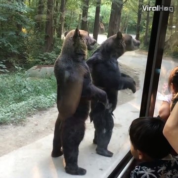 These bears have learnt to stand on their back legs to get snacks from tourists…