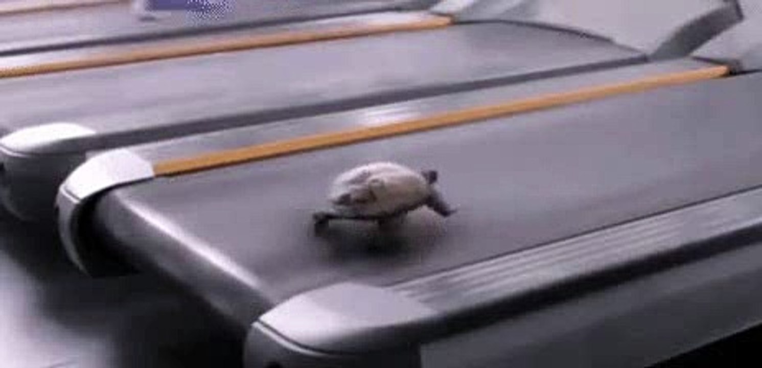 Turtle in gym