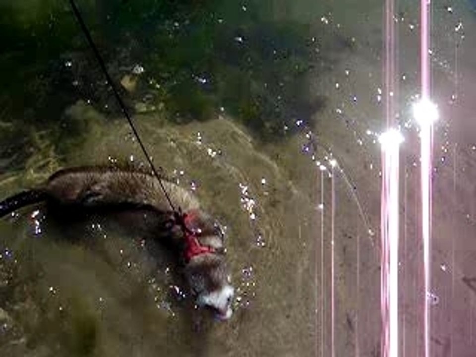 Il nage il nage le furet