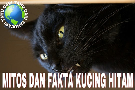 Mitos Yang Salah Tentang Kucing Hitam Video Dailymotion