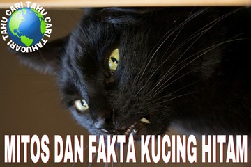 MITOS YANG SALAH TENTANG KUCING HITAM