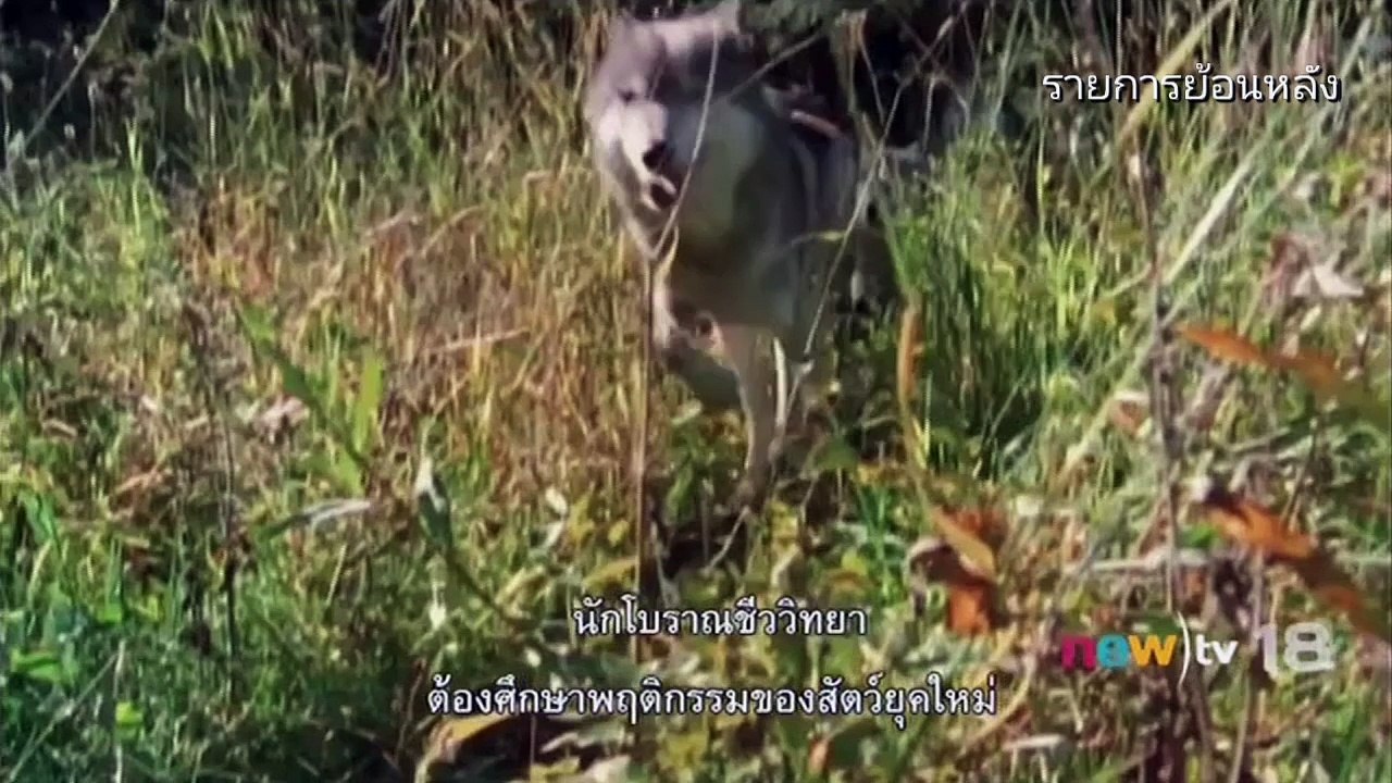 สารคดี HD | สมรภูมิไดโนเสาร์