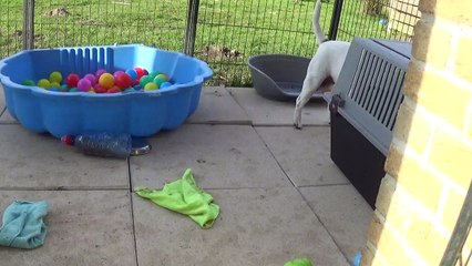 84ème vidéo On rentre les petits Schtroumpf de STAFFORDLAND