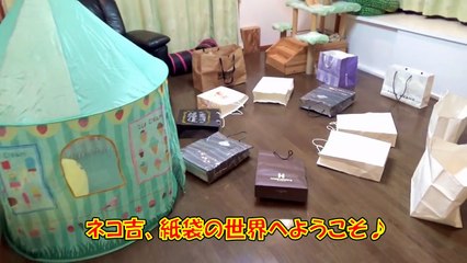 お宝はどの袋！？猫ちゃんの紙袋宝探し　Cats and paper bags-c6Wx2P6V3KQ