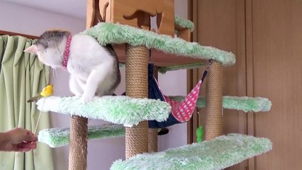 鳥を追いかける猫、テント倒壊させる！　A cat's tent collapses-ta188_fB1lc
