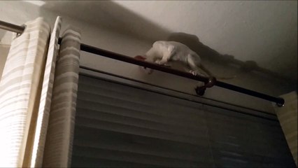 Ce chat est bien en galère perché là-haut