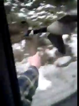 Des oies sauvages suivent une voiture sur l'autoroute