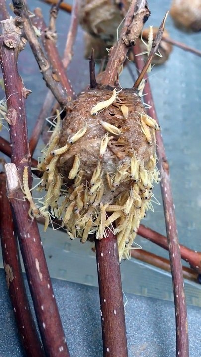 Ce nid de mantes religieuse va vous faire cauchemarder