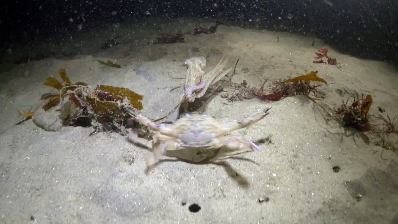 Poulpe VS Crabe : qui va gagner