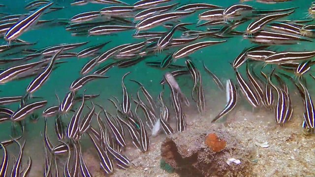 Invasion de poissons chats. Impressionnant
