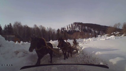 Quand tu te fais peter la voiture par des chevaux en fuite... WTF