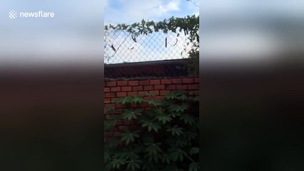 Bizarre jumping dogs