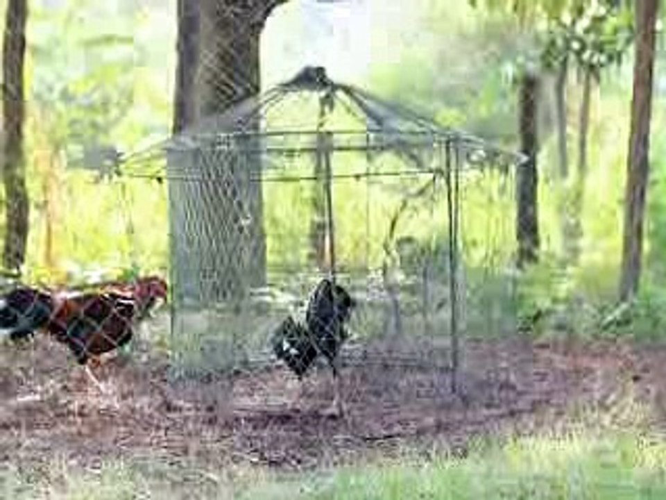 การออกกำลังกายไก่ชนโดยการวิ่งวน