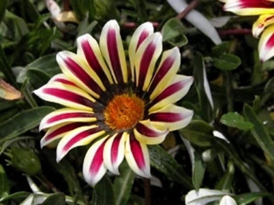 Toni Dacheva-Syrceto