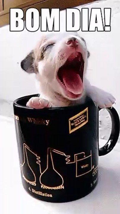 Cachorrinho