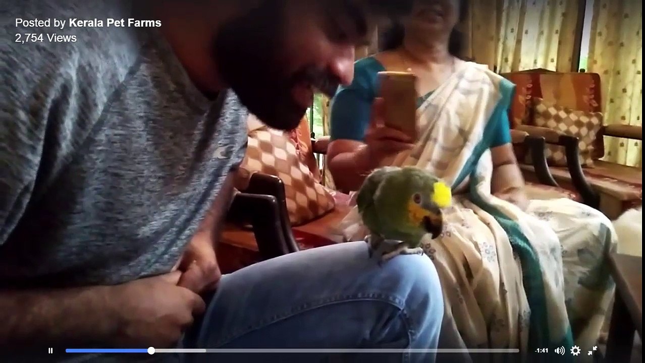 Funny Parrot Talking Video