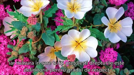 CAUTĂ ÎN TINE RĂSPUNSURILE