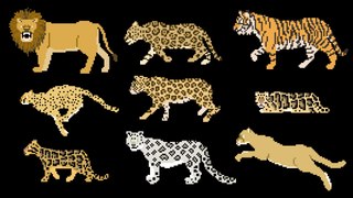 Big Cats - Animals Series - Lion, Tiger - The Kids' Picture Show (Fun & Educational Learning Video)