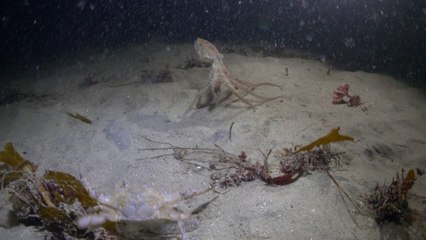 Une pieuvre chasse un crabe