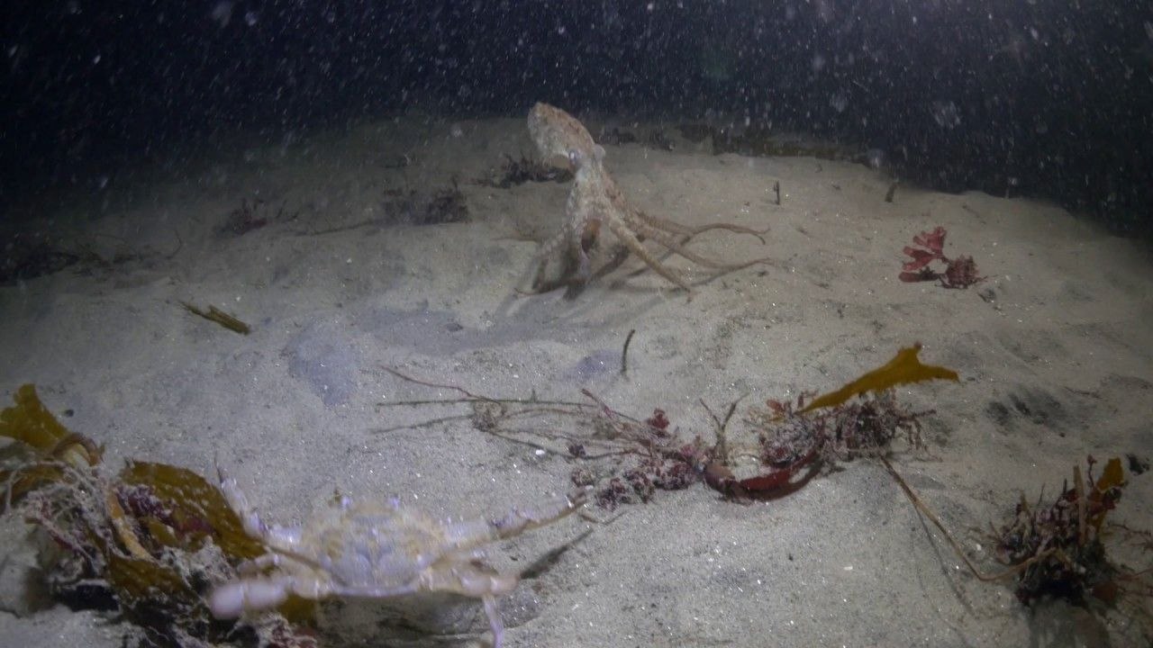 Une pieuvre chasse un crabe