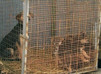 Sterilizacija pasa, 18. februar 2017. (RTV Bor)